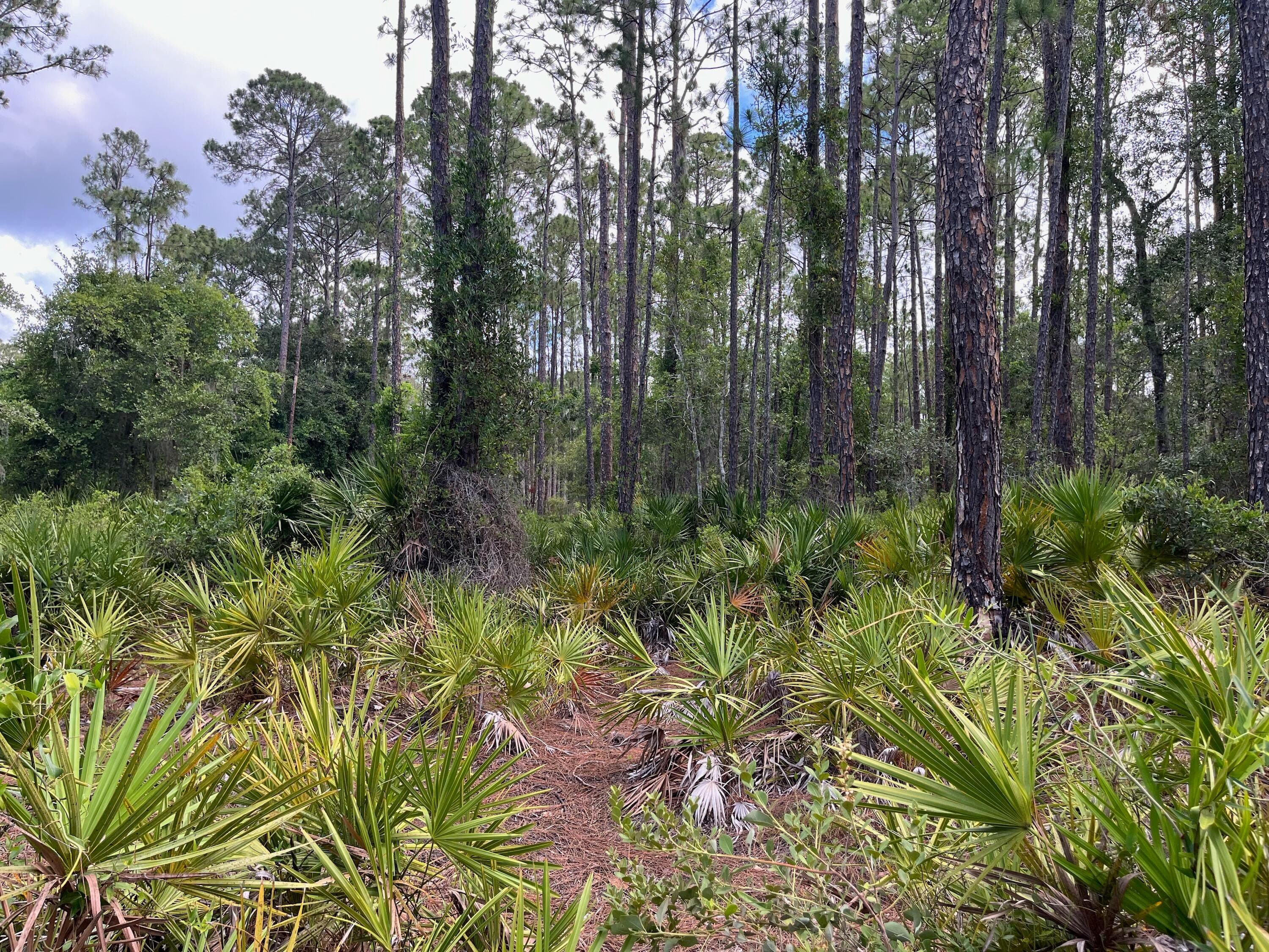222 Marie Avenue, Georgetown, FL 32139 2
