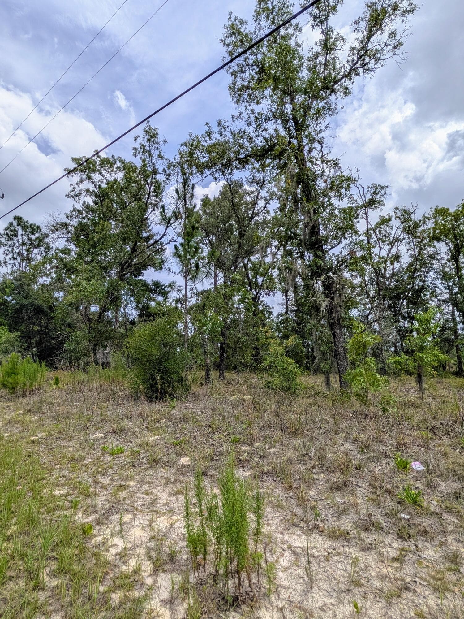 2450 W Rutland Drive, Citrus Springs, FL 34434 3