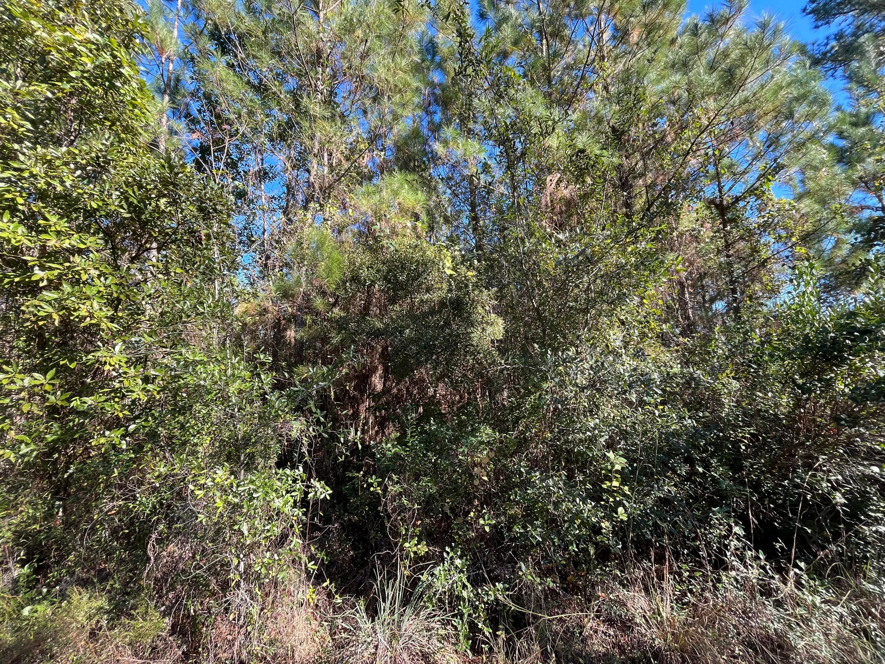 223 Mourning Dove Road, Satsuma, FL 32189 3