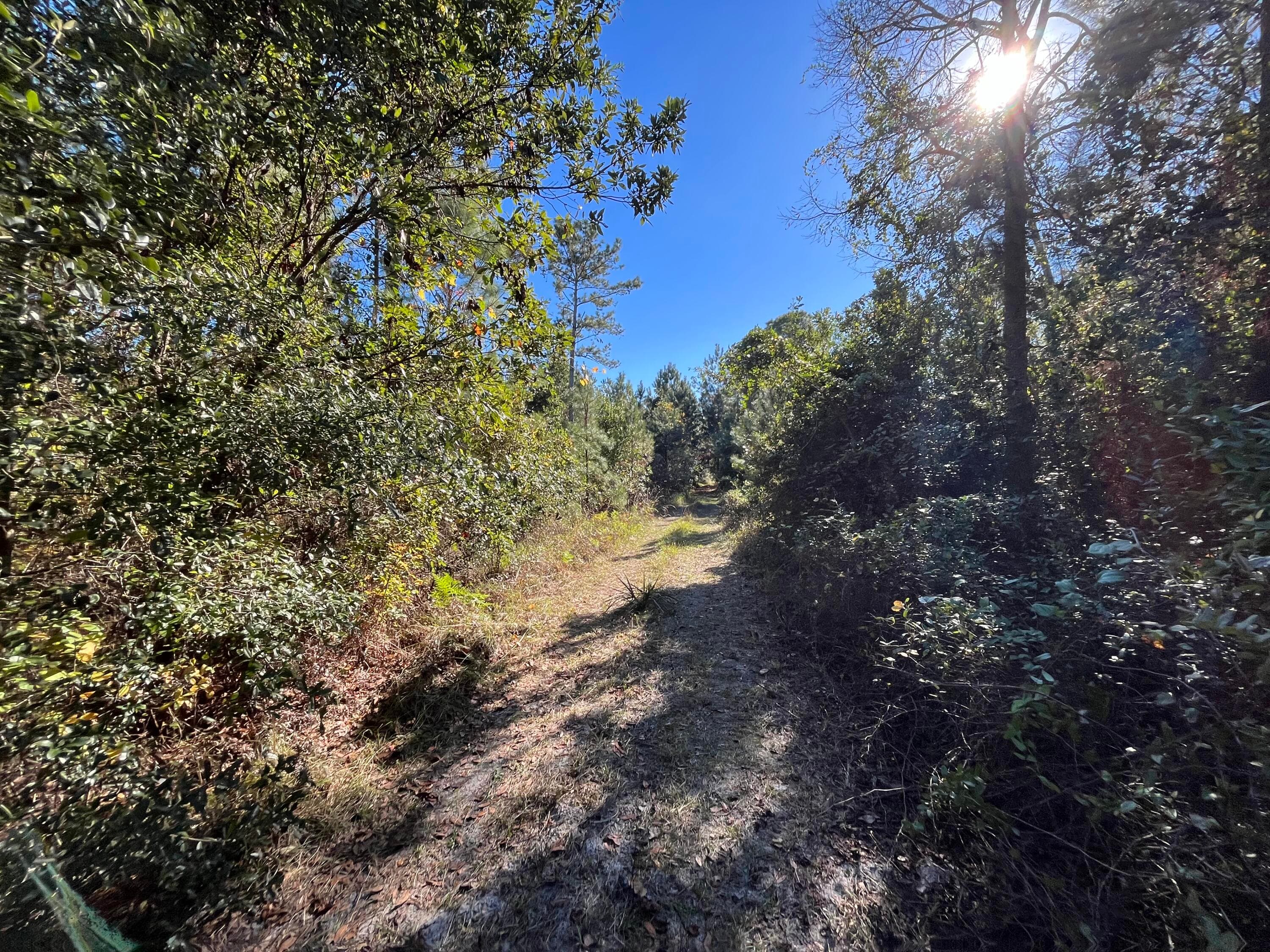223 Mourning Dove Road, Satsuma, FL 32189 4