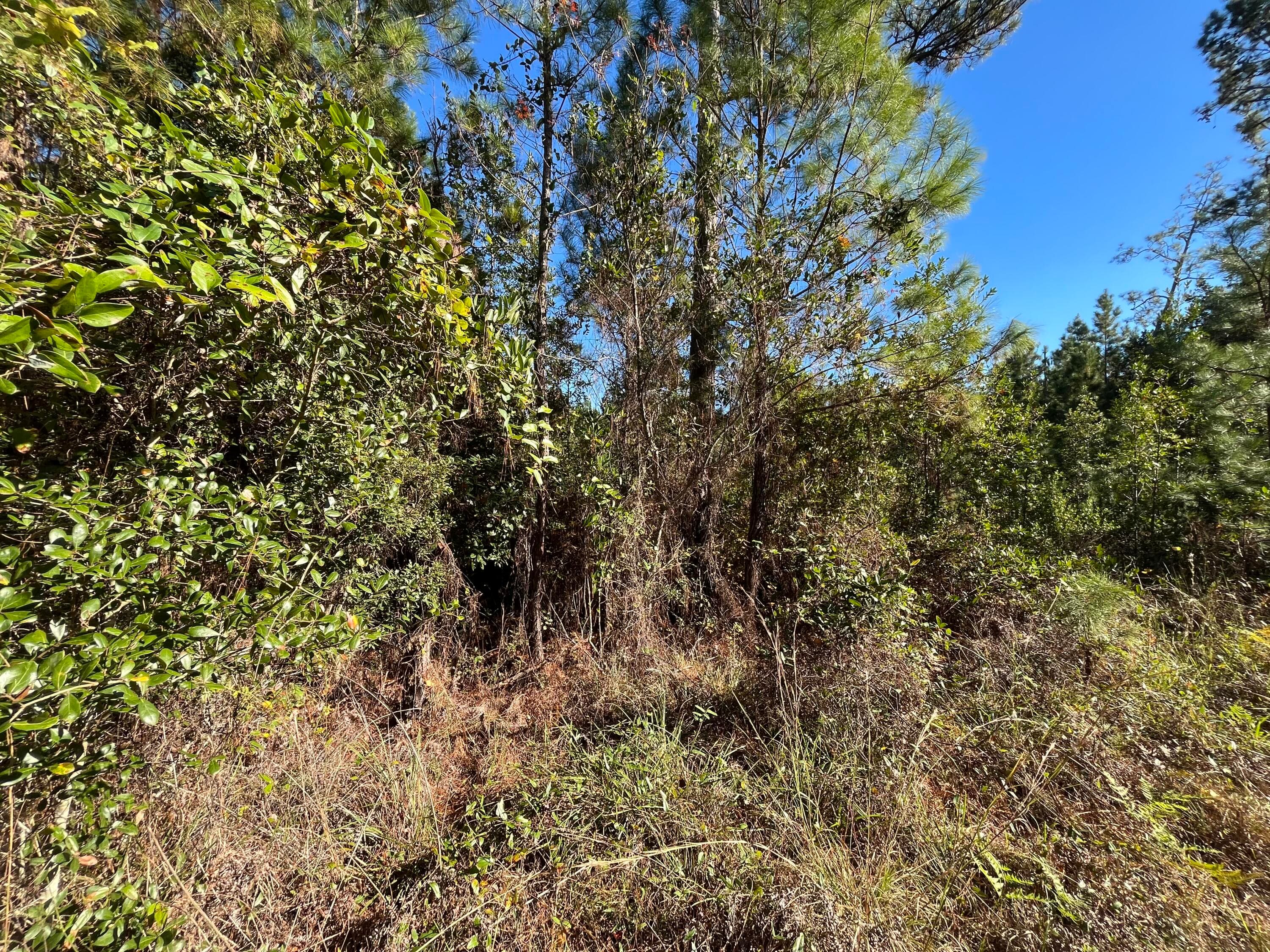 223 Mourning Dove Road, Satsuma, FL 32189 5