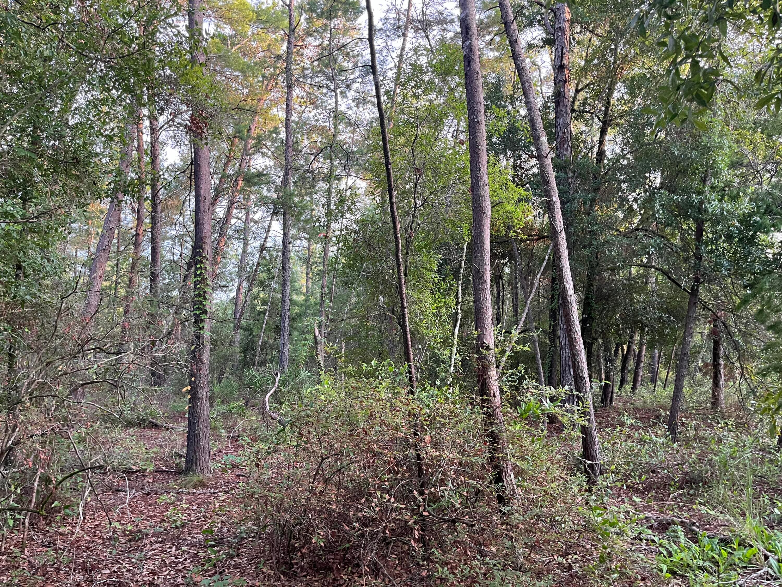 Tbd Twin Lakes Road, Interlachen, FL 32148 8