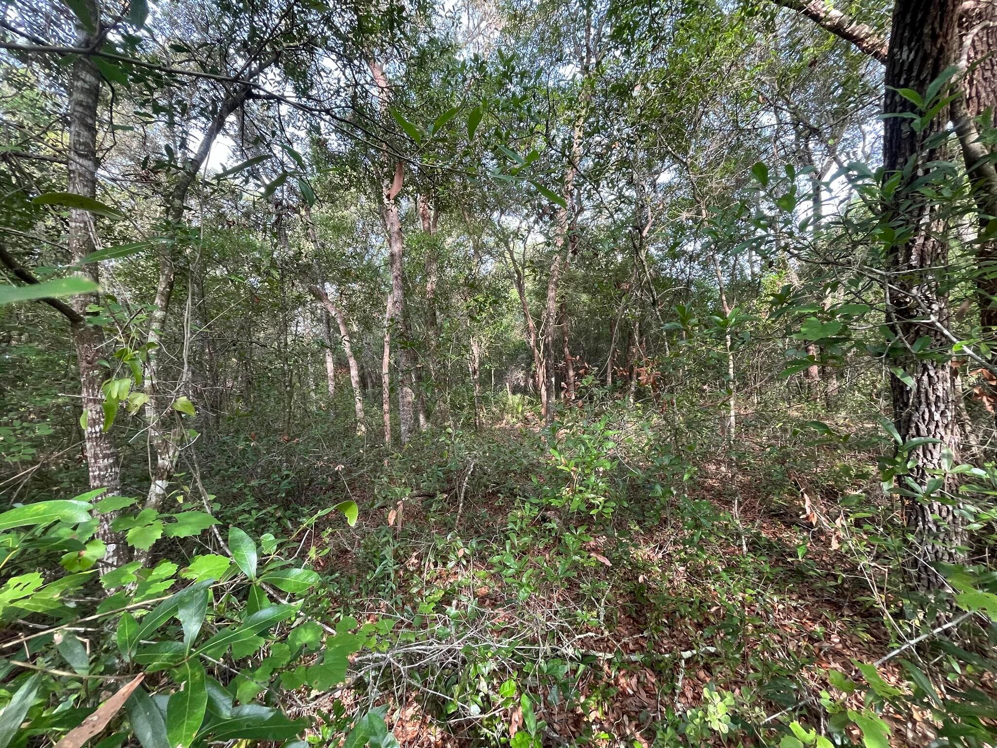 6634 N Pagoda Tree Terrace, Hernando, FL 34442 9