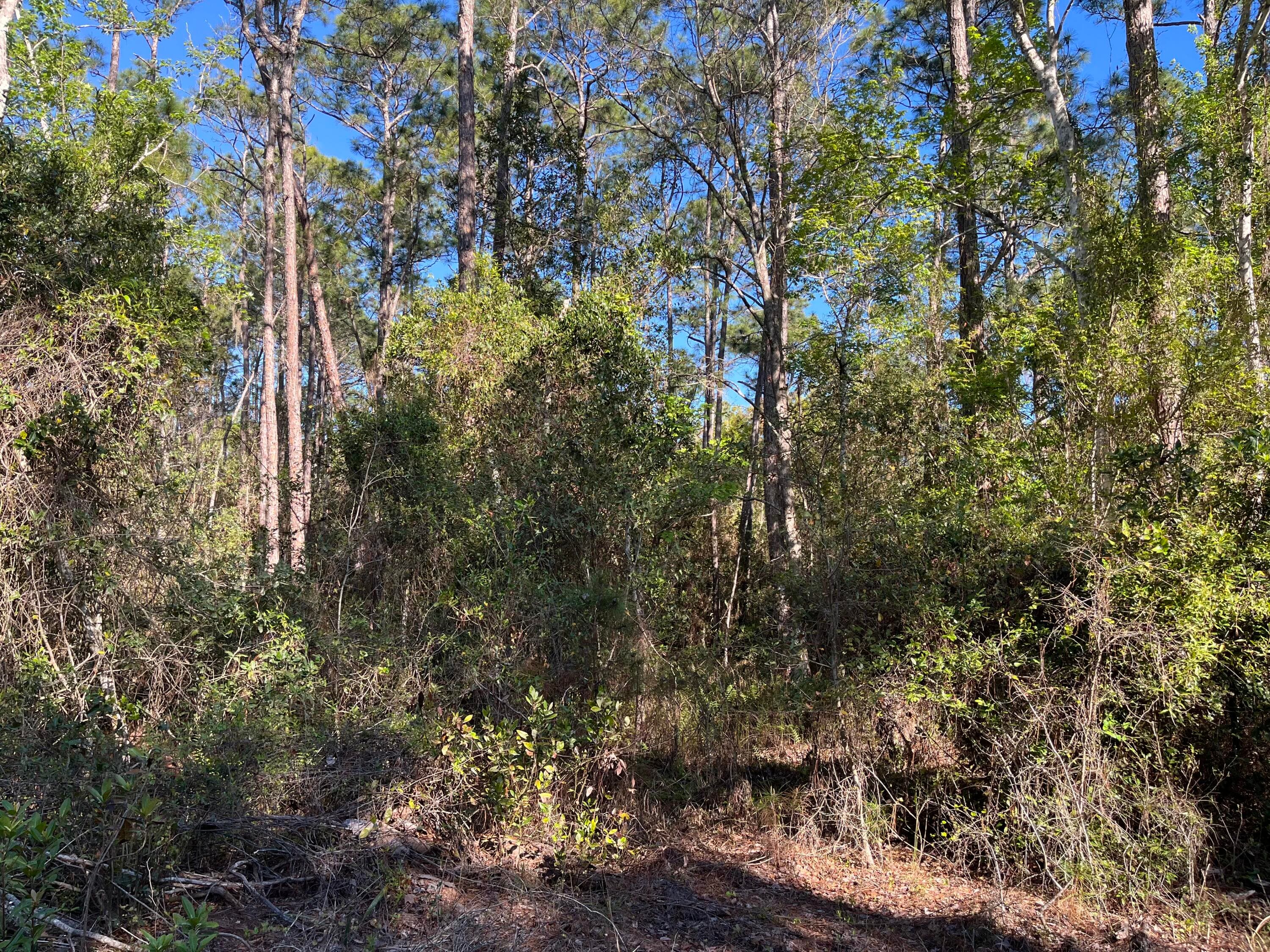 208 SE 3rd Street, Georgetown, FL 32139 3