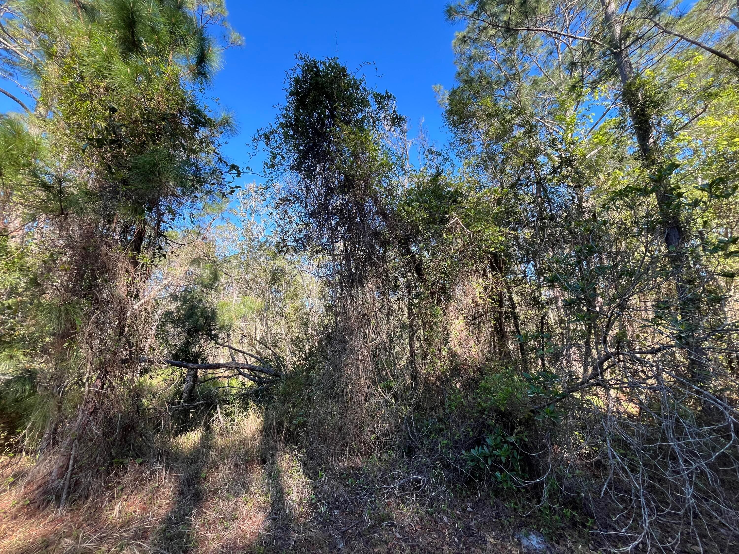 208 SE 3rd Street, Georgetown, FL 32139 5