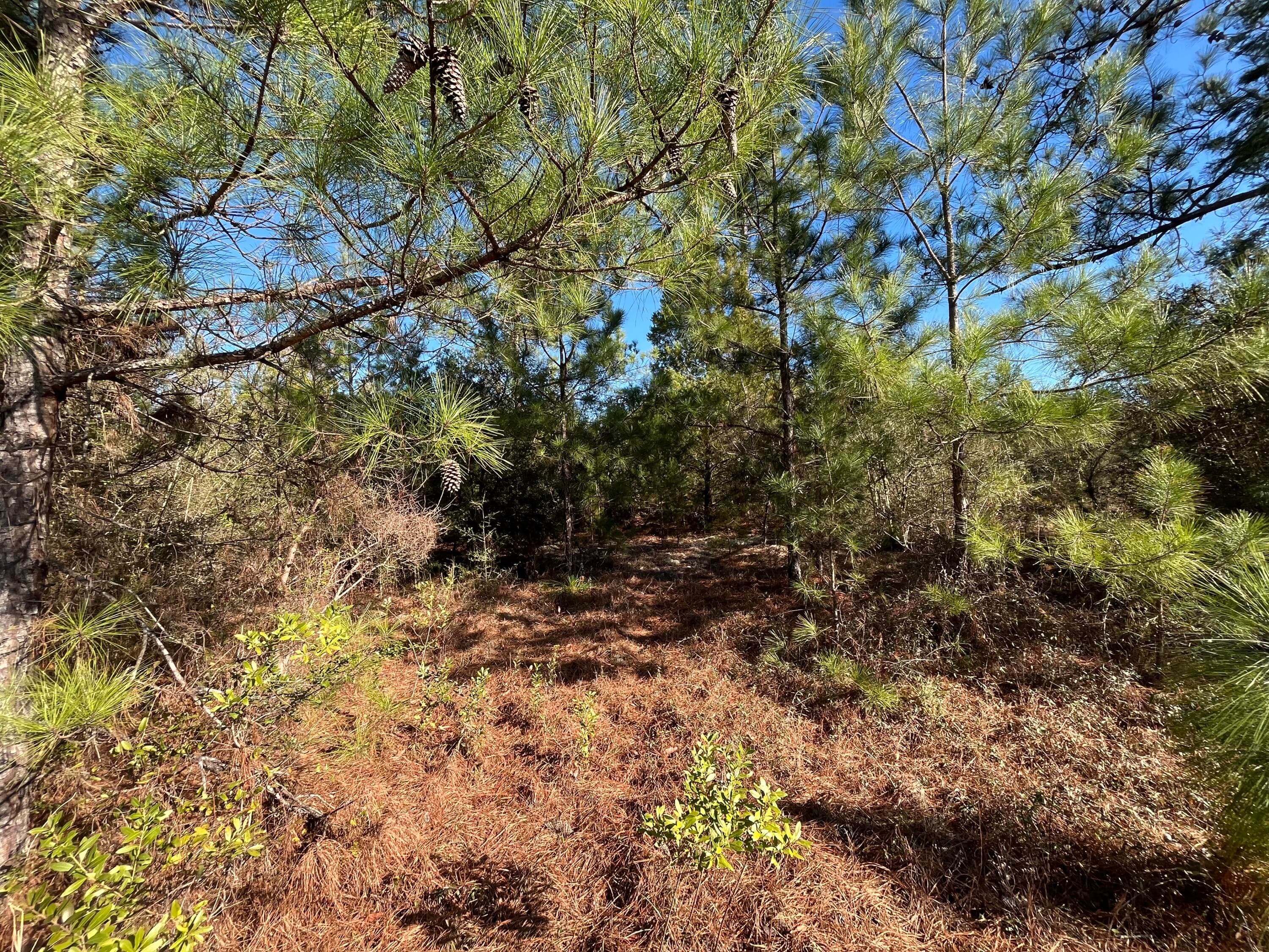 Tbd Fairview Road, Marianna, FL 32448 5