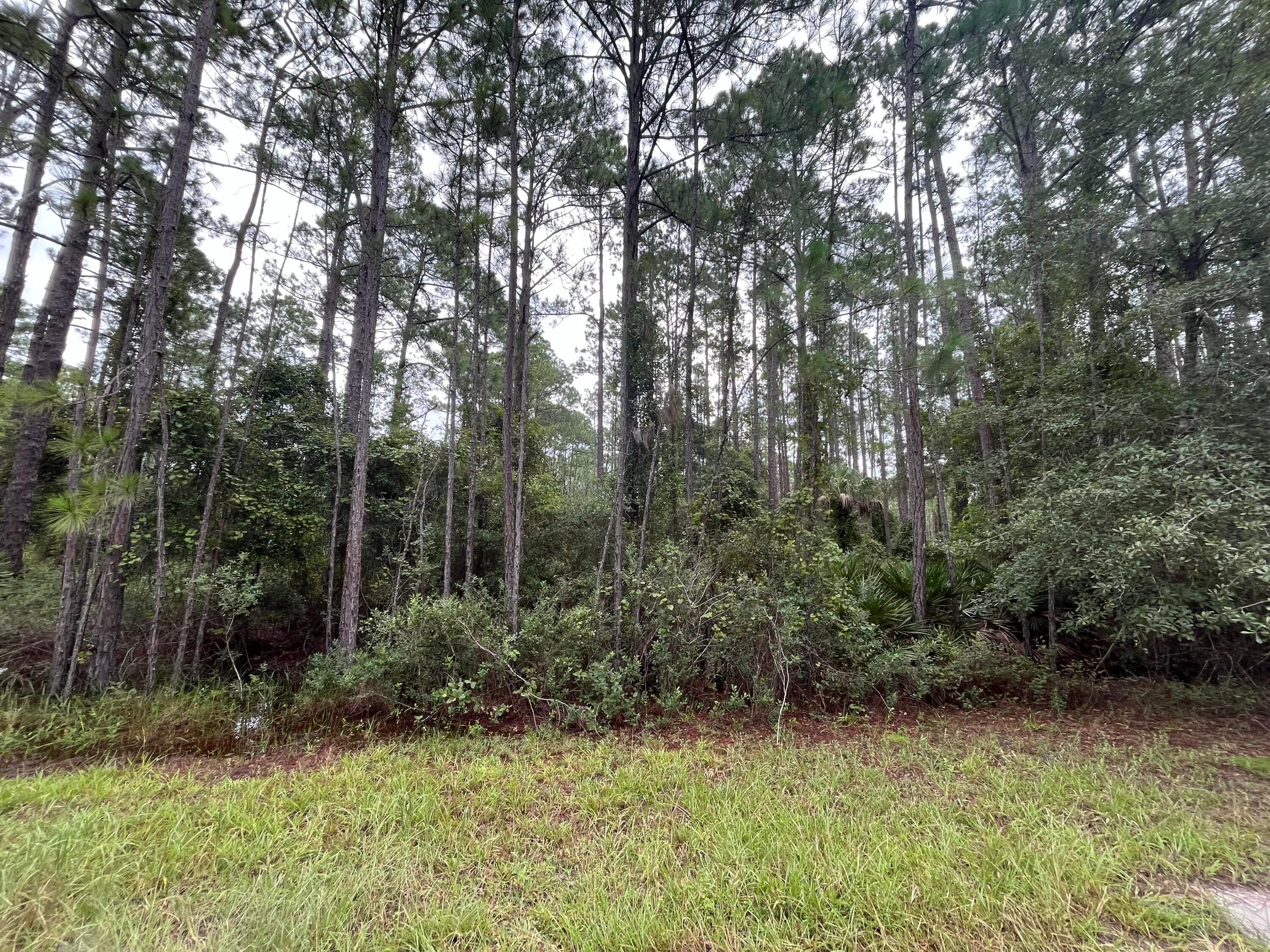 117 Mosswood Street, Georgetown, FL 32139 4