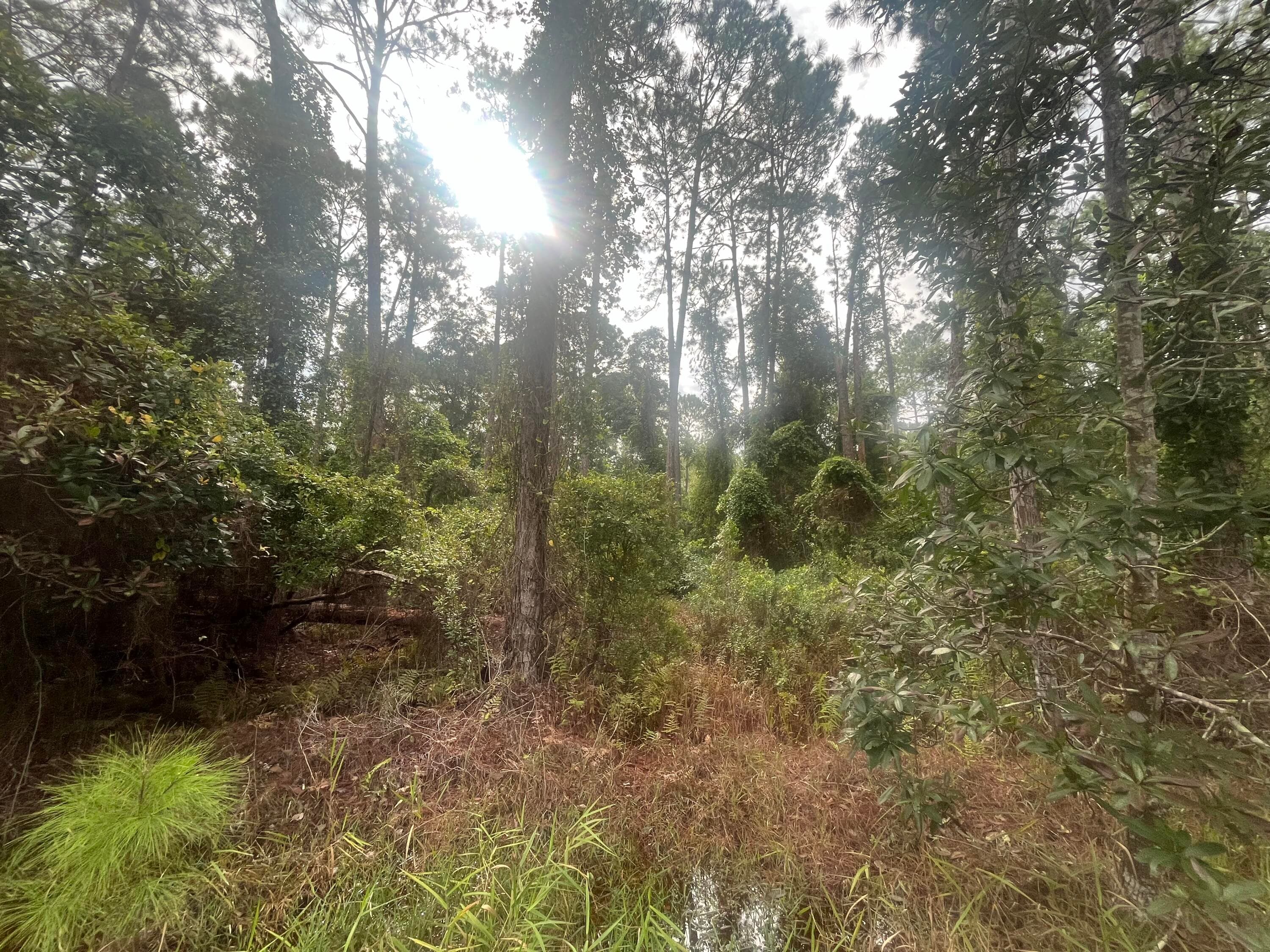 223 SE 2nd Street, Georgetown, FL 32139 6