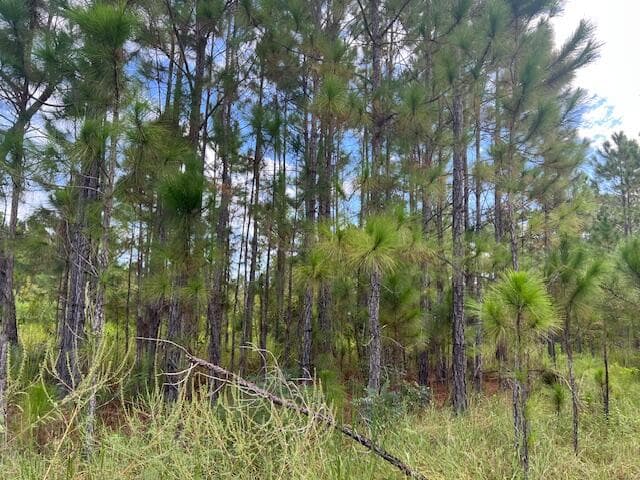 1137 Greenfield Street, Lake Placid, FL 33852 11