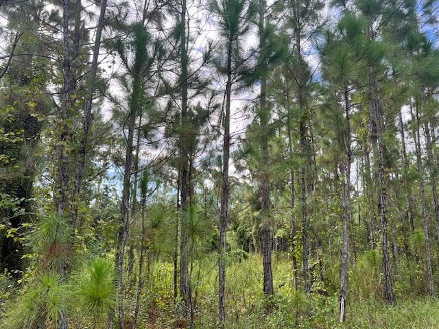 1135 Greenfield Street, Lake Placid, FL 33852 3