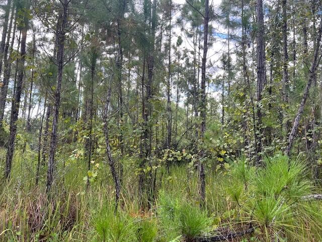 1135 Greenfield Street, Lake Placid, FL 33852 11