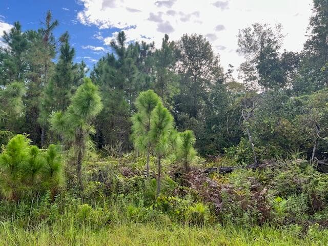 1131 Greenfield Street, Lake Placid, FL 33852 7