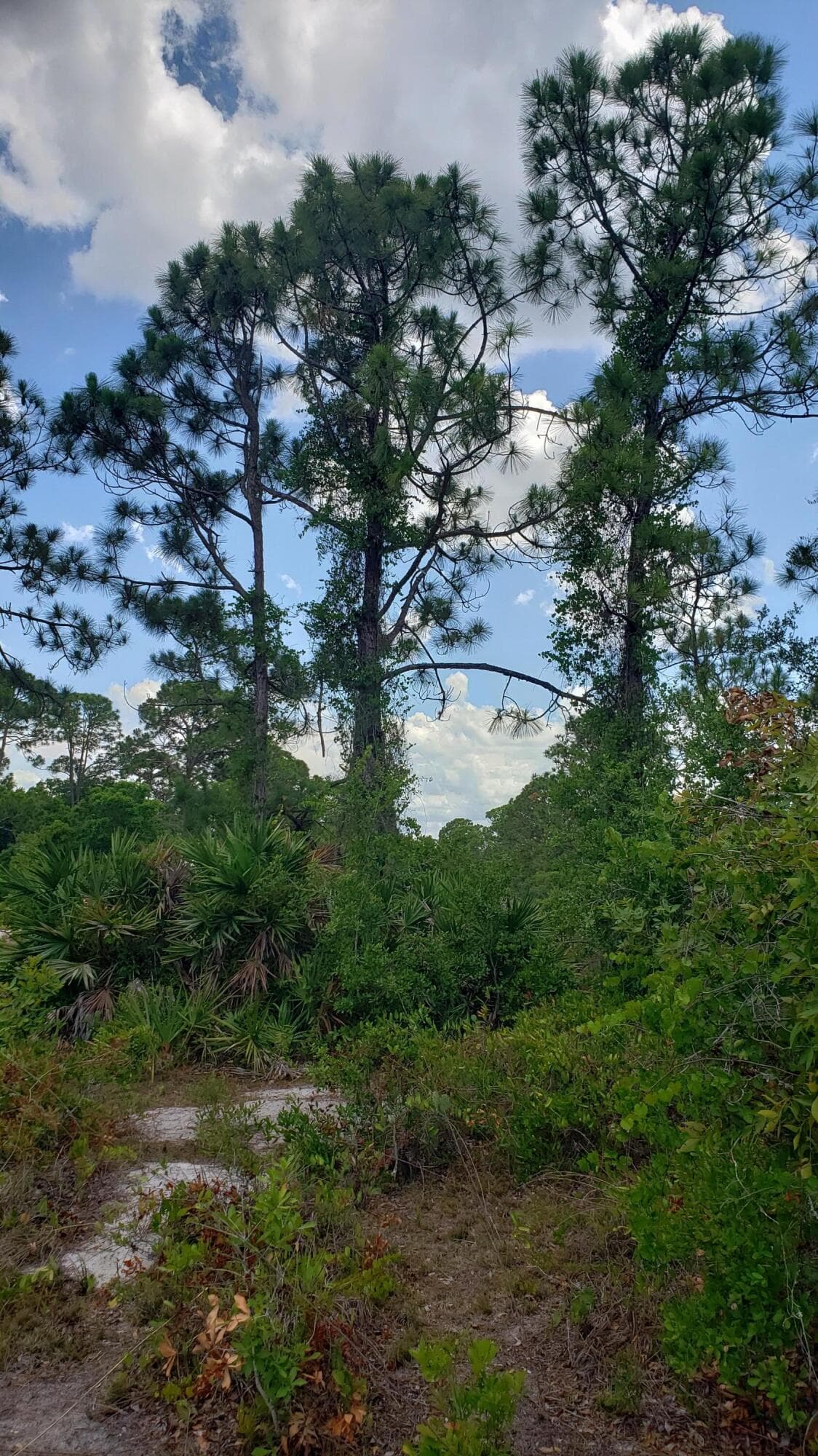 932 Island Parkway NE, Lake Placid, FL 33852 4