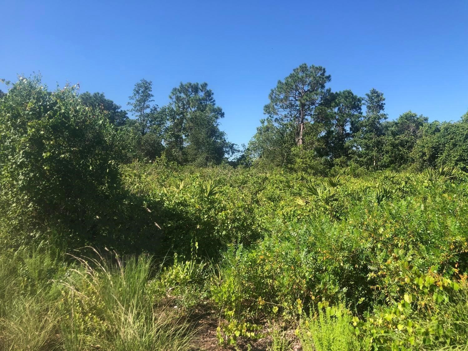 153 Disney Boulevard, Avon Park, FL 33825