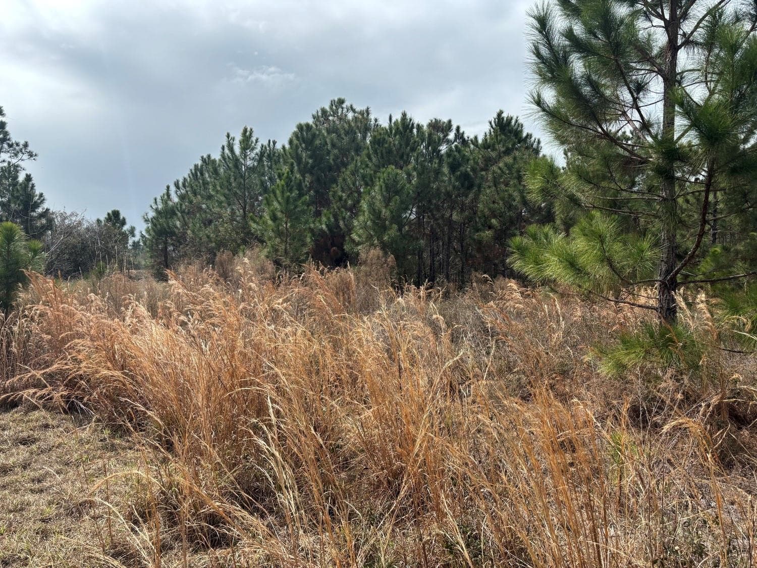 0 Old Grade Road, FL 33868 2