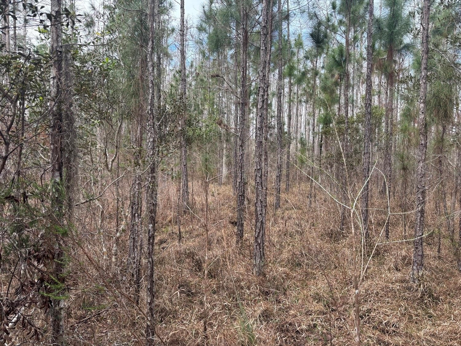 0 Old Grade Road, FL 33868 2