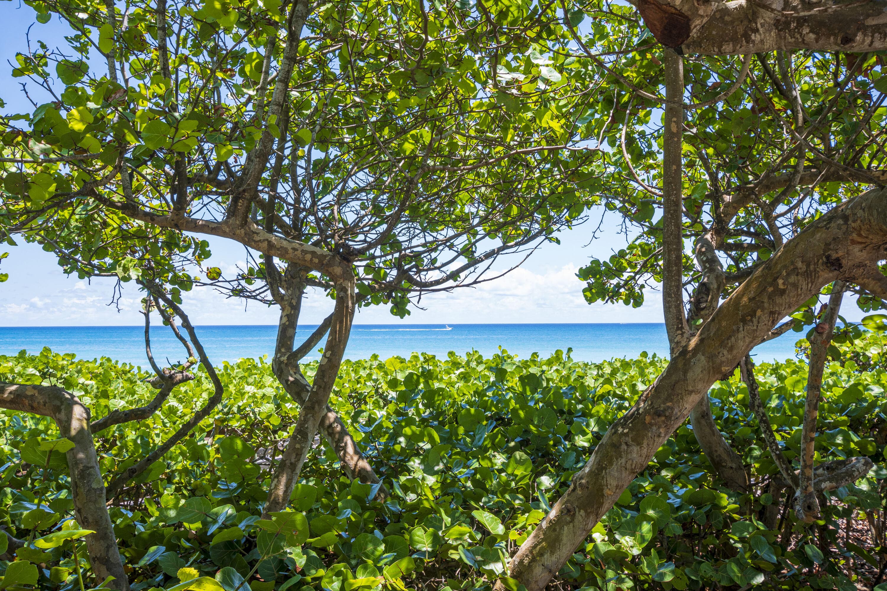 175 Via Rosina, Jupiter, FL 33458 55