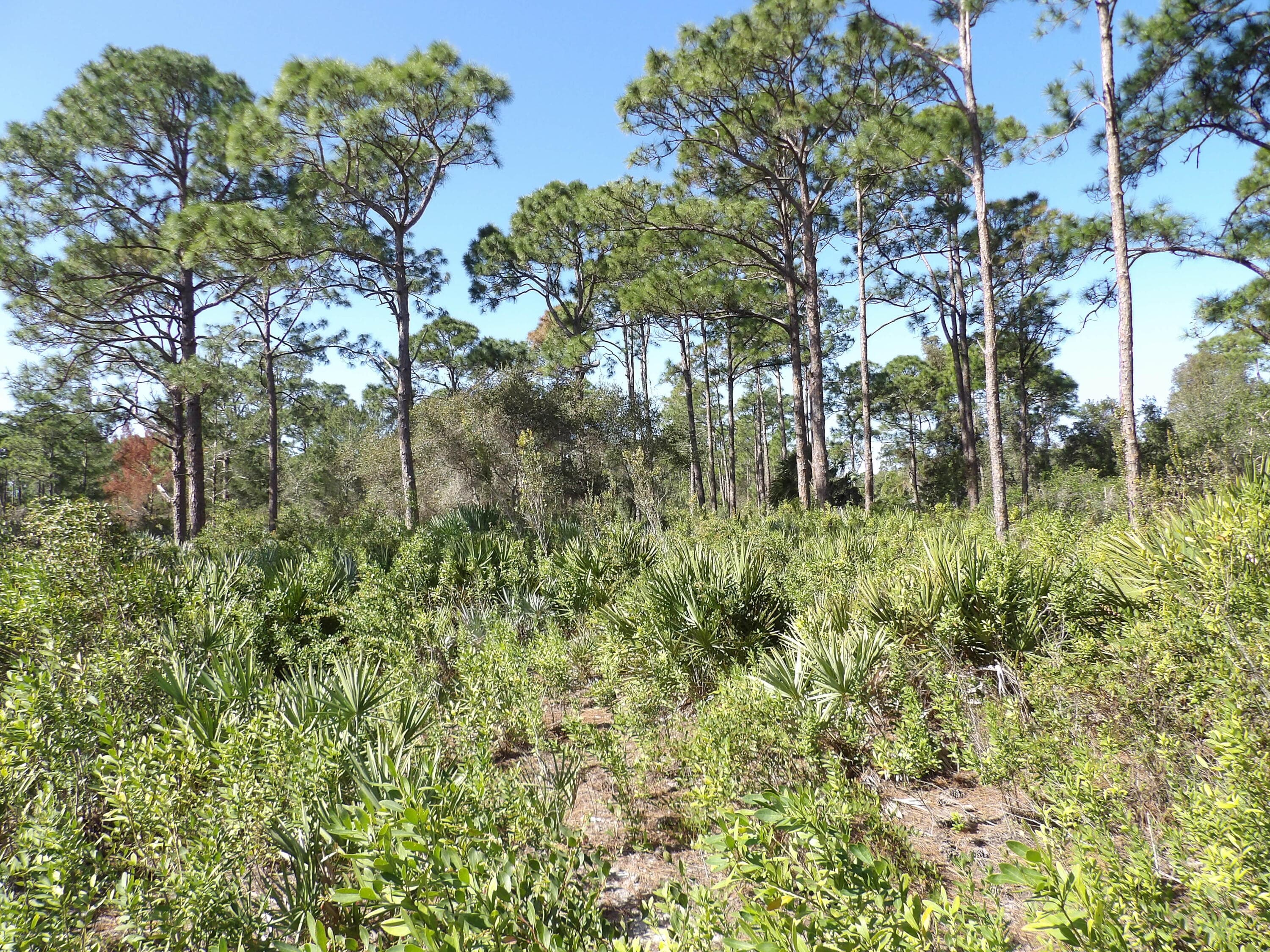 00 Bald Cypress Trail, Fort Pierce, FL 34951 8