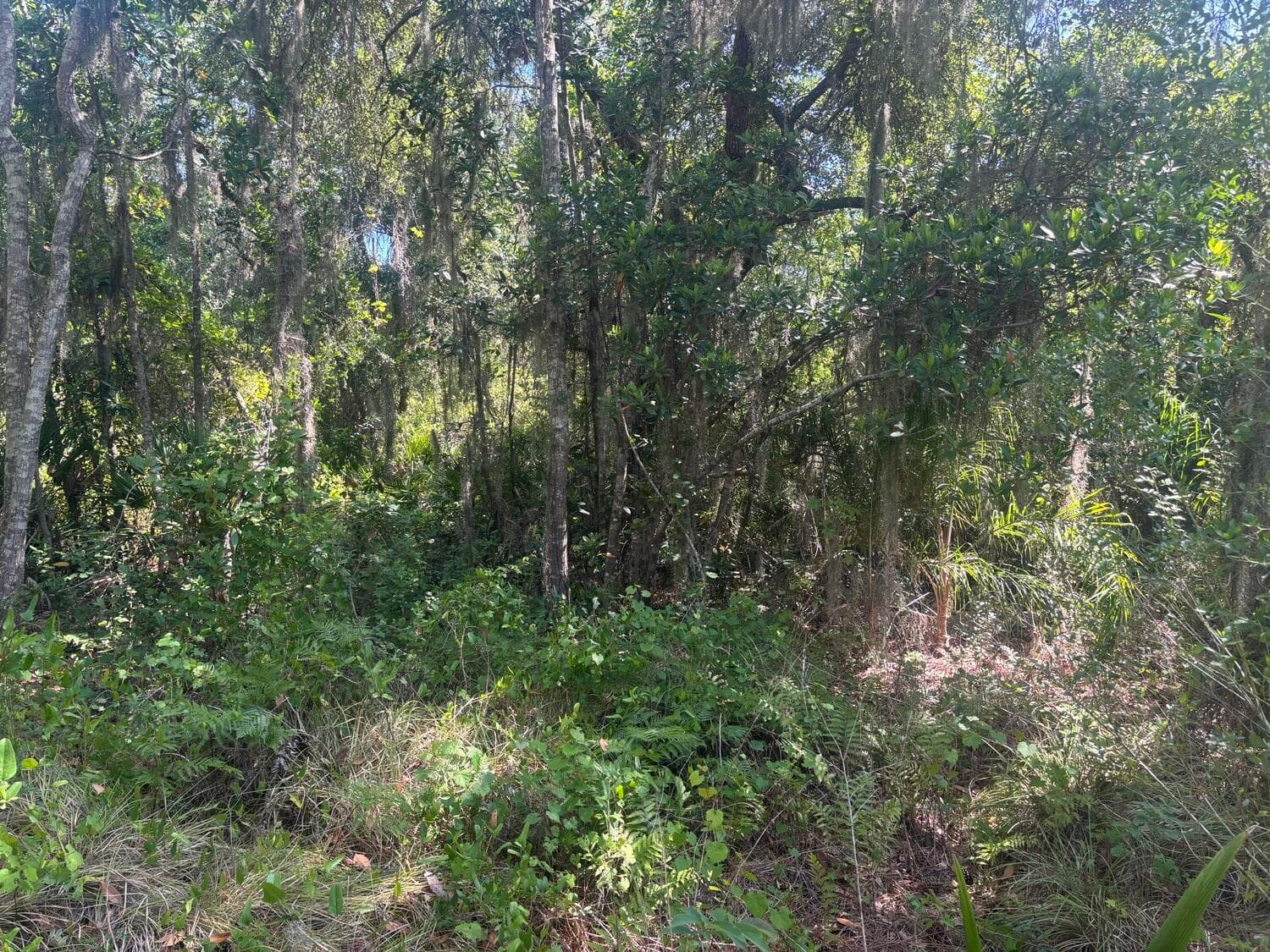 536 Bright Hill Avenue, Lake Placid, FL 33852 2
