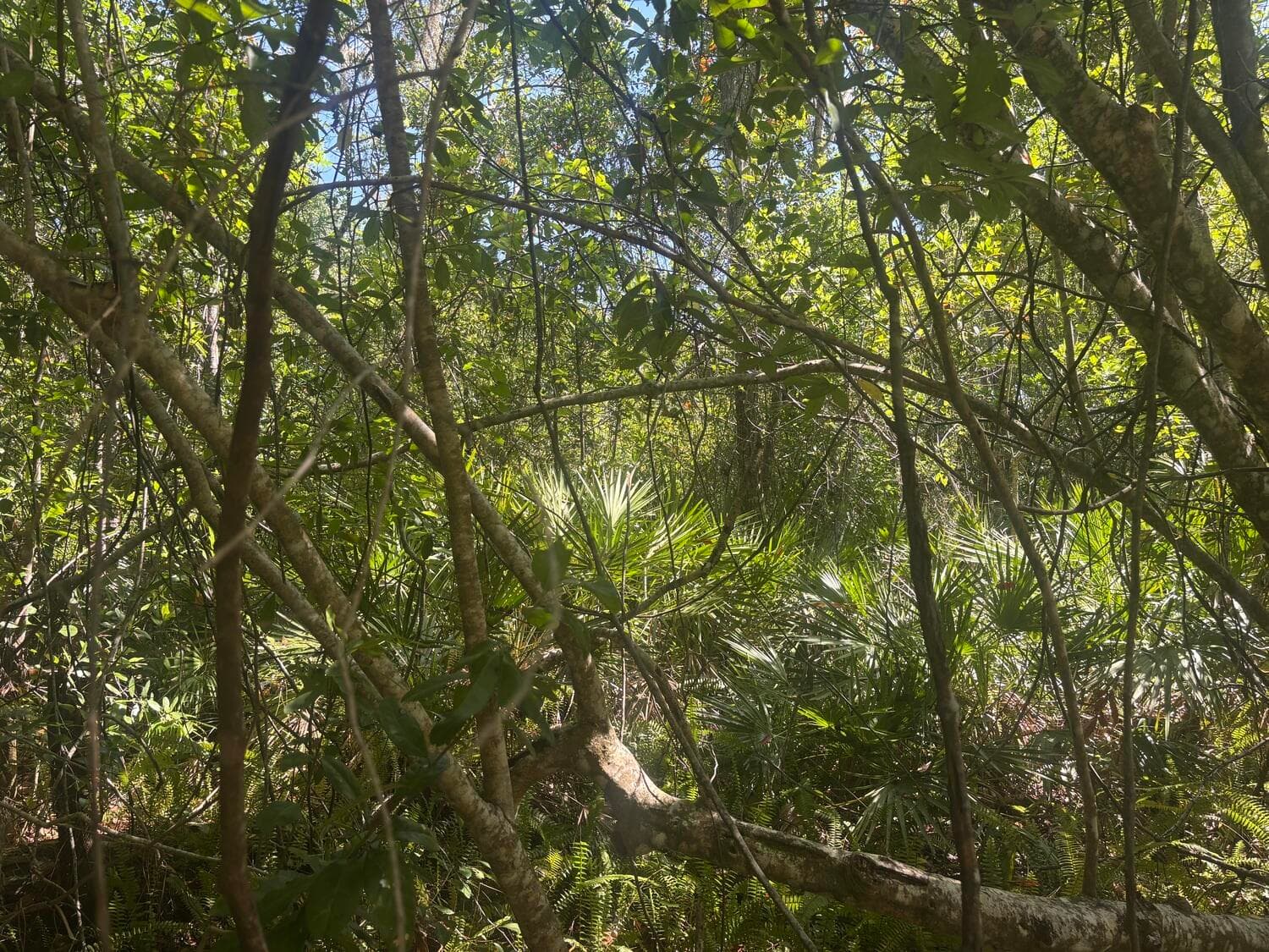 536 Bright Hill Avenue, Lake Placid, FL 33852 5