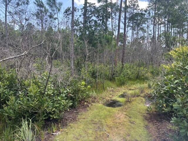 0 Holopaw Groves Road, St. Cloud, FL 34772 5