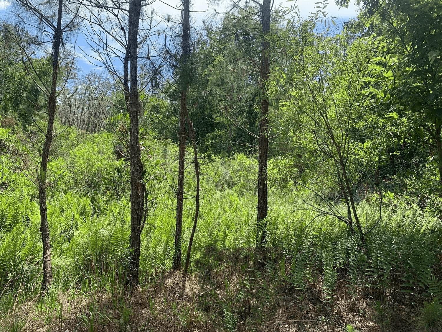 0 County Rd 54, Kathleen, FL 33849